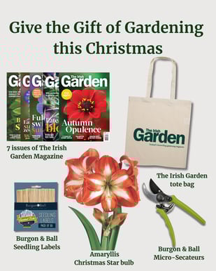 TIG Christmas subs offer social post