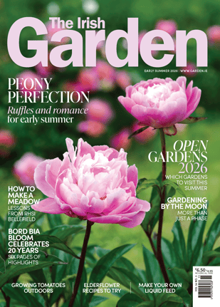 TIG EARLY SUMMER 26